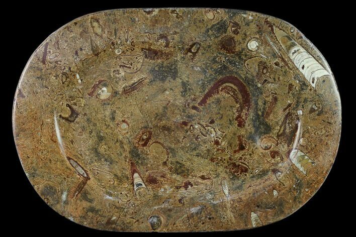Fossil Orthoceras & Goniatite Oval Plate - Stoneware #133570